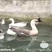 آگهی مشابه فروش قو غاز آفریقایی اصیل سالم در گروه مرغ و خروس و بوقلمون و اردک قو قاز در یکمیوه