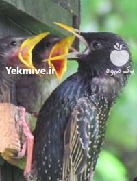 سار میخرم خریدار سار در تبریز در گروه خرید و فروش انواع پرنده در یکمیوه