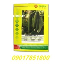 فروش بذر خیار گلخانه ای اطلس در ارومیه در گروه خرید و فروش بذر خیار در یکمیوه
