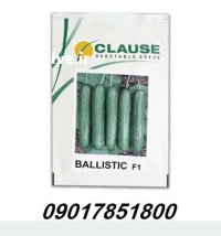 فروش بذر خیار گلخانه ای بالستیک در ارومیه در گروه خرید و فروش بذر خیار در یکمیوه