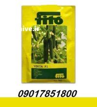 فروش بذر خیار گلخانه ای یکتا در ارومیه در گروه خرید و فروش بذر خیار در یکمیوه