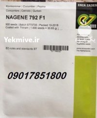 بذر خیار ناگین NAGENE F 1 انزازادن در ارومیه در گروه خرید و فروش بذر خیار در یکمیوه
