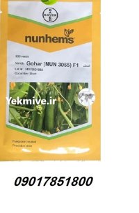 فروش بذر خیار GOHAR نانهمز هلند در ارومیه در گروه خرید و فروش بذر خیار در یکمیوه