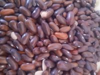 فروش بذر لوبیا در هشتبندی در گروه خرید و فروش غلات و حبوبات در یکمیوه