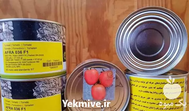 قیمت خرید عرضه بذر گوجه افرا در رشت در گروه خرید و فروش بذر گوجه در یکمیوه -عکس1