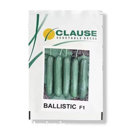 قیمت خرید بذر خیار گلخانه بالستیک در ارومیه در گروه خرید و فروش بذر خیار در یکمیوه -عکس1