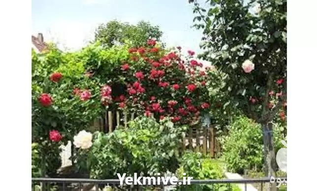 مشاوره کشاورزی زراعت در تبریز در گروه مشاوره در یکمیوه -عکس1