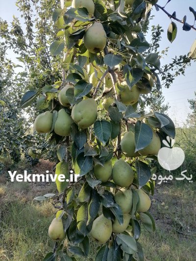 گلابی مشو در گروه خرید و فروش گلابی در یکمیوه -عکس2