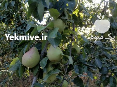 گلابی مشو در گروه خرید و فروش گلابی در یکمیوه -عکس1