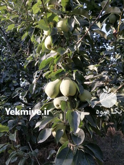 گلابی مشو در گروه خرید و فروش گلابی در یکمیوه -عکس3