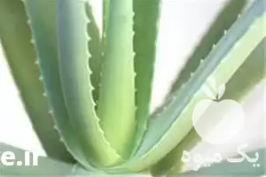 سی دی آموزش پرورش آلوئه ورا در گروه دوره آموزش کشاورزی در یکمیوه -عکس1