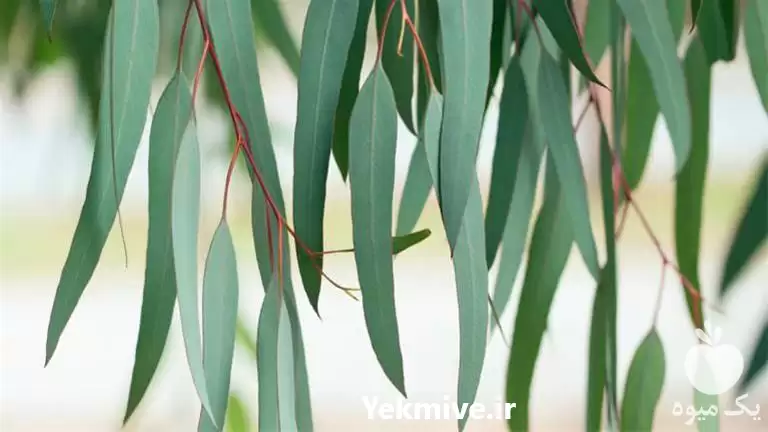 قیمت خرید تولید پخش عرق اکالیپتوس در گروه خرید و فروش انواع عرقیجات در یکمیوه -عکس1