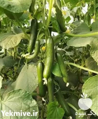 فروش بذر خیار گلخانه ای مونزا در شیراز در گروه خرید و فروش بذر خیار در یکمیوه -عکس1