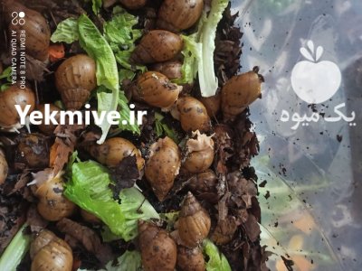 فروش حلزون در همه سایز در گرگان در گروه انواع محصولات شیلات در یکمیوه -عکس1