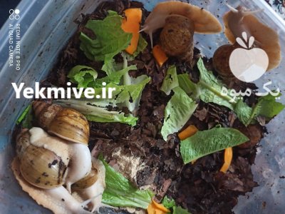 فروش حلزون در همه سایز در گرگان در گروه انواع محصولات شیلات در یکمیوه -عکس2