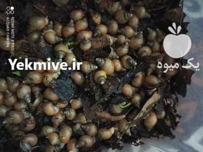 فروش حلزون در همه سایز در گرگان در گروه انواع محصولات شیلات در یکمیوه -عکس3