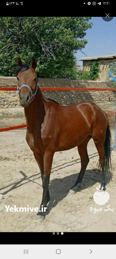اسب دوخون در گروه اسب و الاغ خر و فروش قاطر در یکمیوه -عکس1