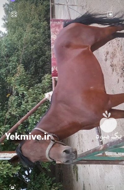 اسب دوخون در گروه اسب و الاغ خر و فروش قاطر در یکمیوه -عکس2