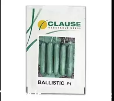 فروش بذر خیار گلخانه ای بالستیک در گروه خرید و فروش بذر خیار در یکمیوه -عکس1