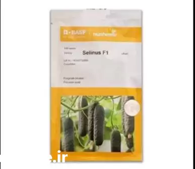 قیمت خرید بذر خیار خاردار گلخانه در گروه خرید و فروش بذر خیار در یکمیوه -عکس1