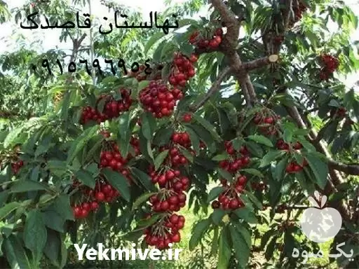 قیمت خرید نهال گیلاس بینگ در مشهد در گروه خرید و فروش نهال میوه در یکمیوه -عکس1