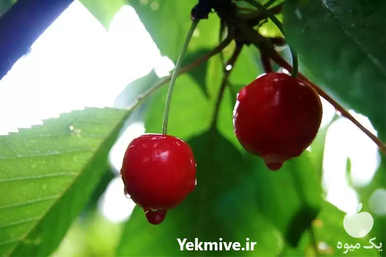 قیمت خرید عمده نهال گیلاس سیاه در رشت در گروه خرید و فروش نهال میوه در یکمیوه -عکس1