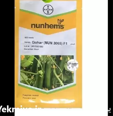 فروش بذر خیار GOHAR نانهمز هلند در تهران در گروه خرید و فروش بذر خیار در یکمیوه -عکس1