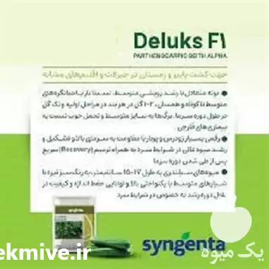 فروش بذر خیار گلخانه ای دیلاکس در تهران در گروه خرید و فروش بذر خیار در یکمیوه -عکس1