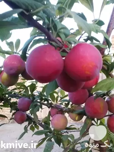 قیمت خرید درخت آلو موریتانی پیوندی در ساری در گروه خرید و فروش نهال در یکمیوه -عکس1