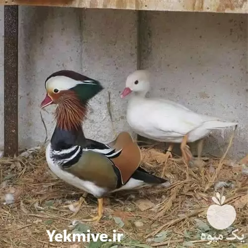 فروش تخم نطفه دار اردک در قم در گروه انواع تخم ها در یکمیوه -عکس1