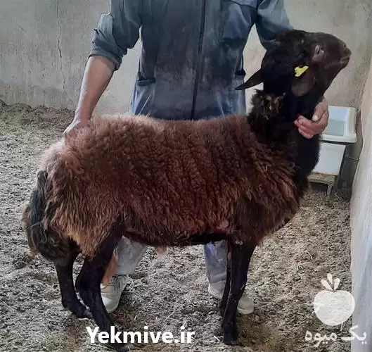 فروش گوسفند همو و هترو در کرج در گروه گاو و گوسفند و میش و بز کهره گوساله در یکمیوه -عکس1