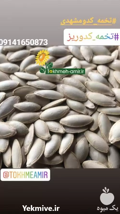 قیمت خرید 	پخش عمده تخمه کدومشهدی در تهران در گروه خرید و فروش انواع تخمه در یکمیوه -عکس1