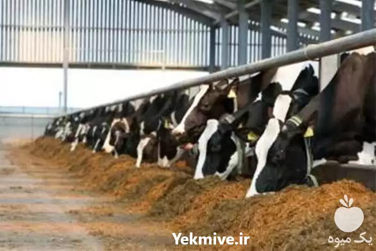 دوره آموزشی جیره نویسی گاو دستی در گروه دوره آموزش کشاورزی در یکمیوه -عکس1