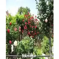 مشاوره کشاورزی زراعت در تبریز در گروه مشاوره در یکمیوه