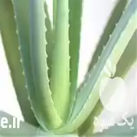 سی دی آموزش پرورش آلوئه ورا در گروه دوره آموزش کشاورزی در یکمیوه