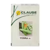 فروش بذر کدو خورشتی یسرا کلوز در اهواز در گروه خرید و فروش بذر کدو در یکمیوه