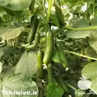 فروش بذر خیار گلخانه ای مونزا در شیراز در گروه خرید و فروش بذر خیار در یکمیوه