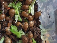 فروش حلزون در همه سایز در گرگان در گروه انواع محصولات شیلات در یکمیوه