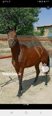 اسب دوخون در گروه اسب و الاغ خر و فروش قاطر در یکمیوه