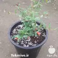فروش نهال انار پاکوتاه مینیاتوری در ساری در گروه خرید و فروش نهال انار در یکمیوه