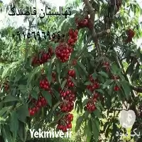 قیمت خرید نهال گیلاس بینگ در مشهد در گروه خرید و فروش نهال میوه در یکمیوه