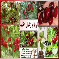 قیمت خریدقیمت خرید ارقام مختلف نهال در مشهد در گروه خرید و فروش نهال میوه در یکمیوه
