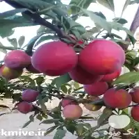 قیمت خرید درخت آلو موریتانی پیوندی در ساری در گروه خرید و فروش نهال در یکمیوه