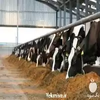 دوره آموزشی جیره نویسی گاو دستی در گروه دوره آموزش کشاورزی در یکمیوه