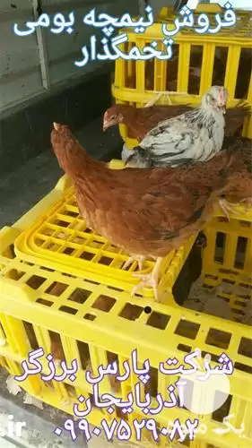 فروش مرغ تخم گذار بومی در ارومیه در گروه مرغ و خروس و بوقلمون و اردک قو قاز در یکمیوه -عکس1