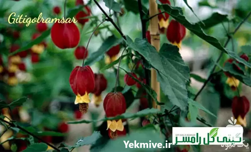 تولید گل فانوس چینی در گروه خرید و فروش گیاهان زینتی در یکمیوه -عکس1