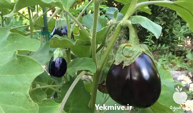 فروش بذر بادمجان دلمه ای الگانس در هرمز در گروه خرید و فروش بذر بادمجان در یکمیوه -عکس1