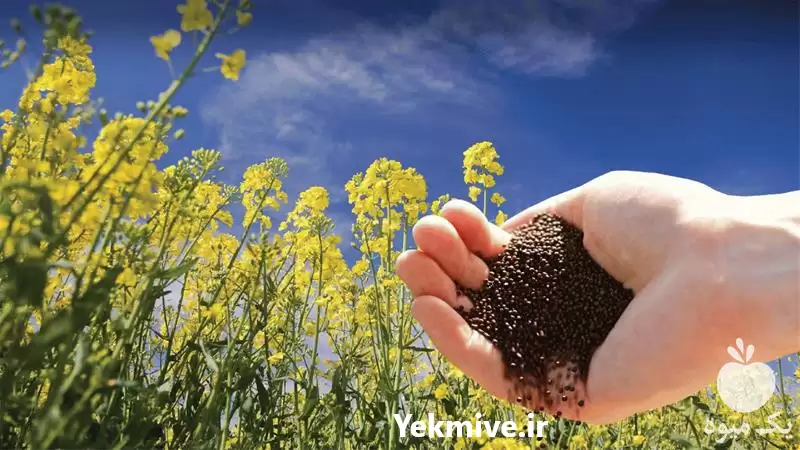 فروش کلزای بوجاری شده به حال در گروه خرید و فروش کلزا در یکمیوه -عکس1