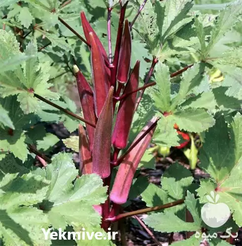 فروش بذر بامیه قرمز بورگندی در ارومیه در گروه خرید و فروش بذر بامیه در یکمیوه -عکس1