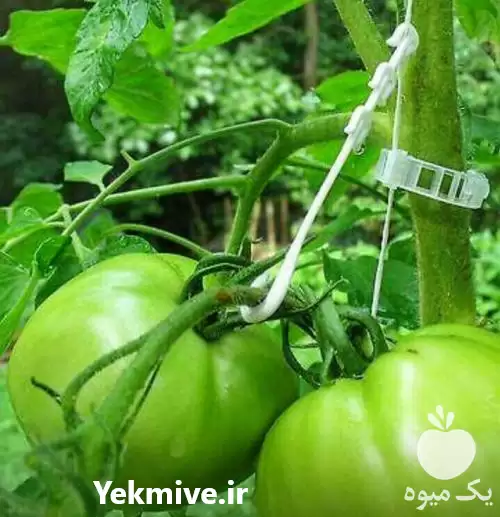 فروش 	گیره های نگهدارنده بوته در تهران در گروه خرید و فروش تجهیزات گلخانه در یکمیوه -عکس1